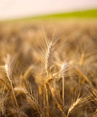 Close up Wheat field in golden hour