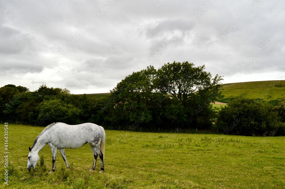 Fototapeta premium Beautiful Grey Dappled Pony Grazes in Middle of Green Field, Osmington, Dorset