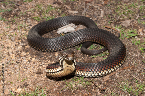 Highlands Copperhead snake in defence posture