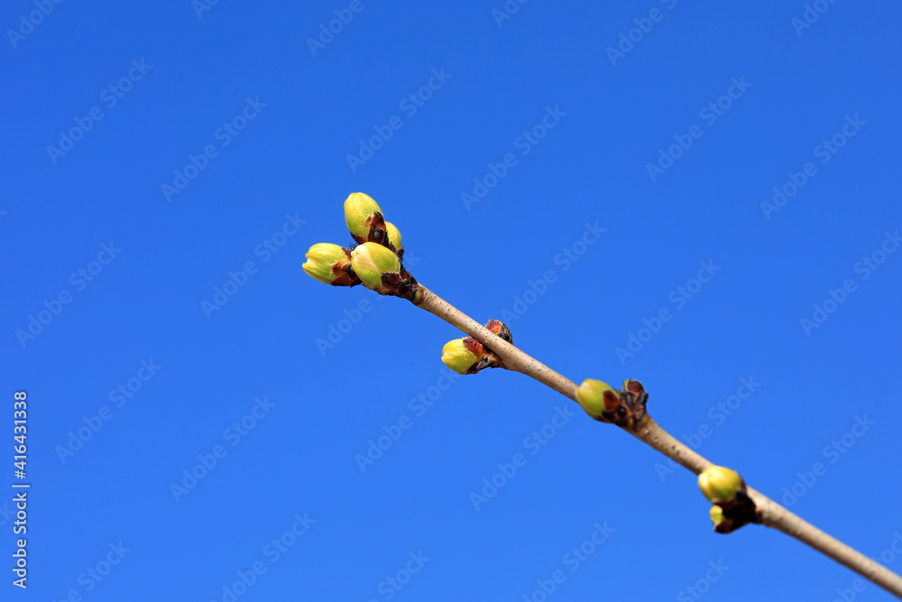 Pear buds in the background of blue sky, North China Pear buds in the background of blue sky, North China