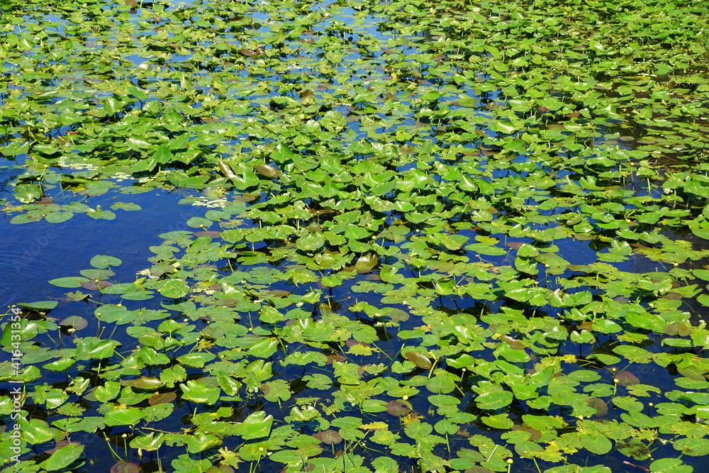 A pond with a lot of wild lily pads A pond with a lot of wild lily pads