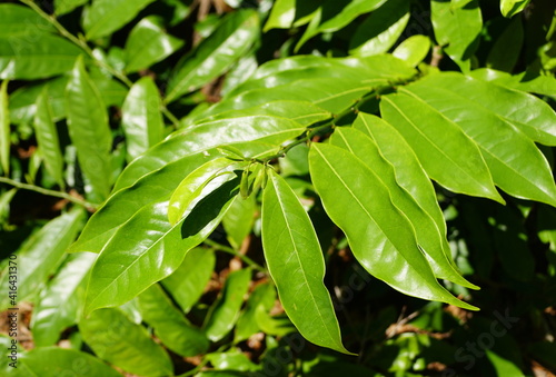Wallpaper Mural Green leaves of Climbing Ylang Ylang tropical plant Torontodigital.ca