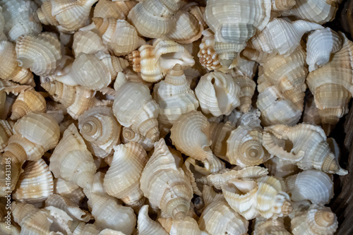 A collection of small seashells, Canon Beach, Oregon