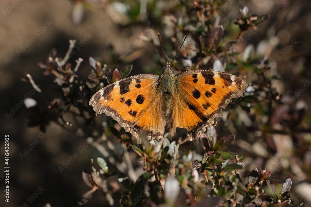 キタテハ。春の蝶。A comma butterfly (Polygonia c-album), Japan. キタテハ。春の蝶。A comma butterfly (Polygonia c-album), Japan.