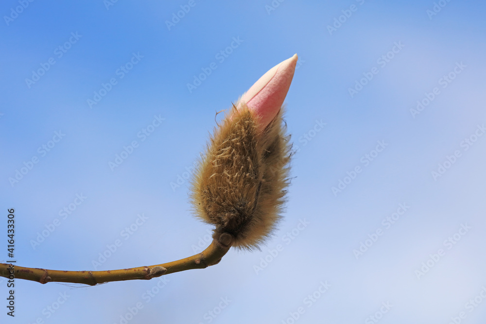 Blooming magnolia flowers in the blue sky Blooming magnolia flowers in the blue sky