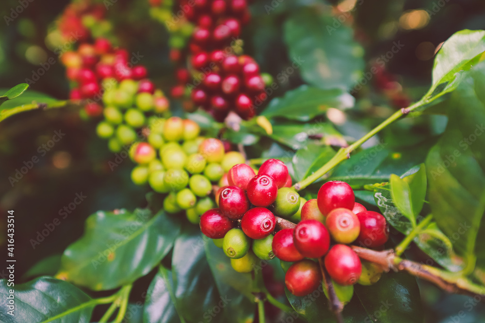 organic arabica coffee beans agriculturist in farm.harvesting Robusta and arabica coffee berries by agriculturist hands,Worker Harvest arabica coffee berries on its branch, harvest concept.