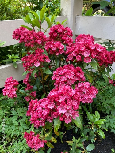Red flowers in a residential garden