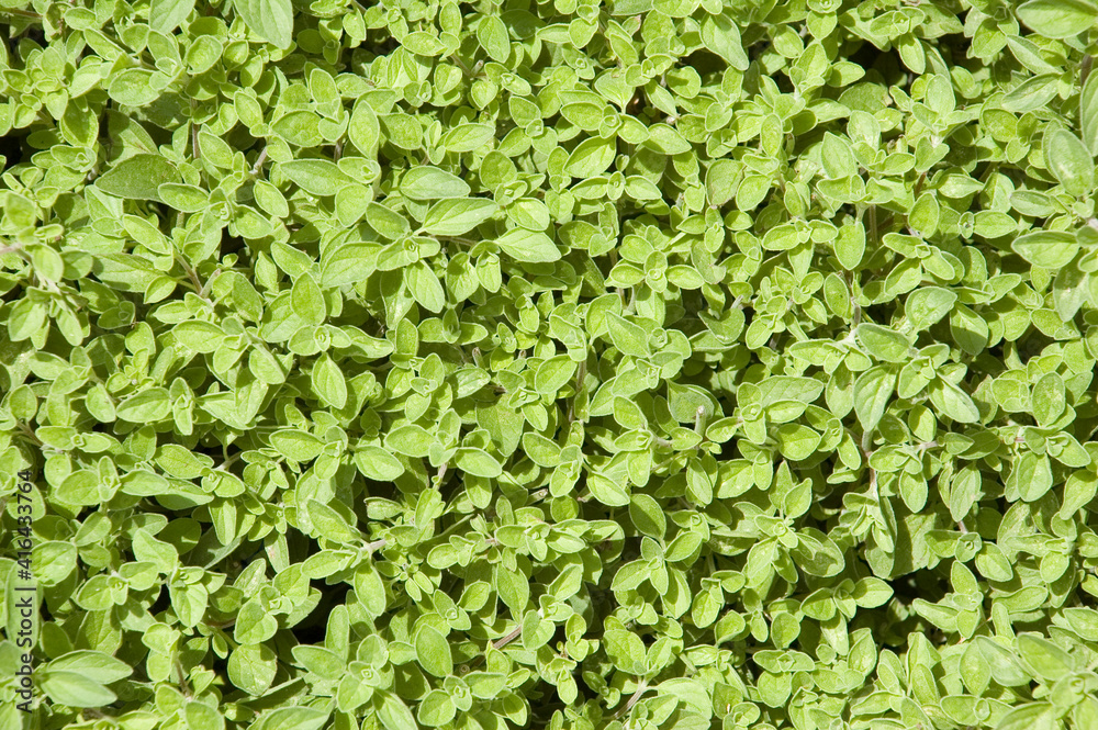 Oregano Herb (Origanum vulgare) or Wild Marjoram Oregano Herb (Origanum vulgare) or Wild Marjoram