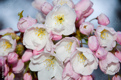 Pink Japanese Tree Flowers