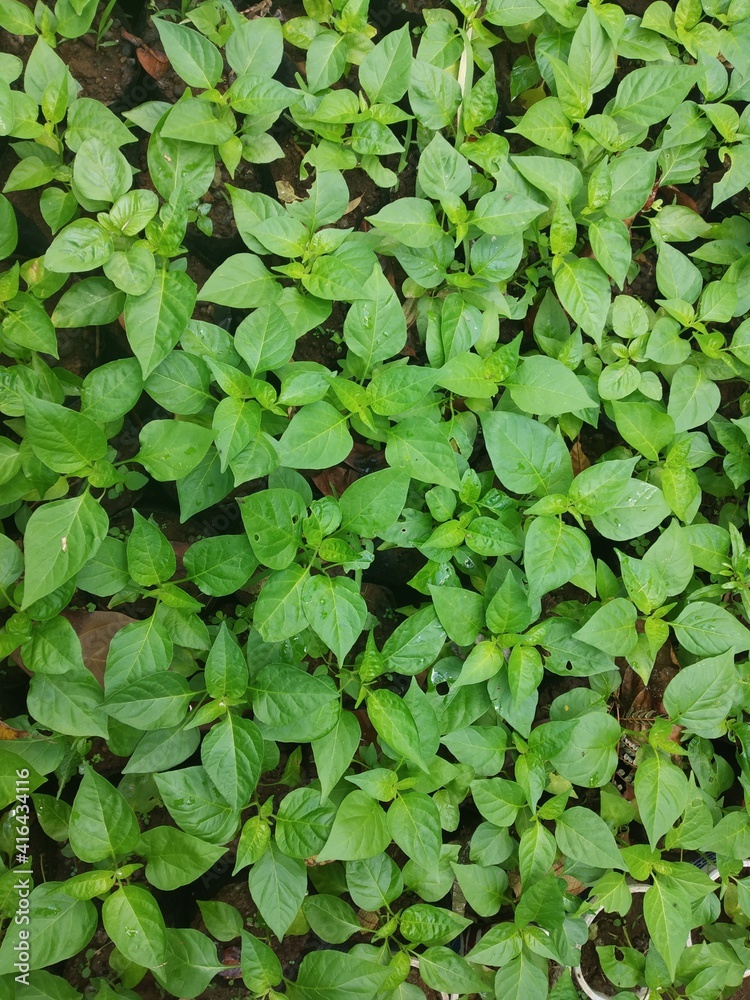 chili nursery. a small pepper tree that begins to grow. green leaf chili nursery. a small pepper tree that begins to grow. green leaf