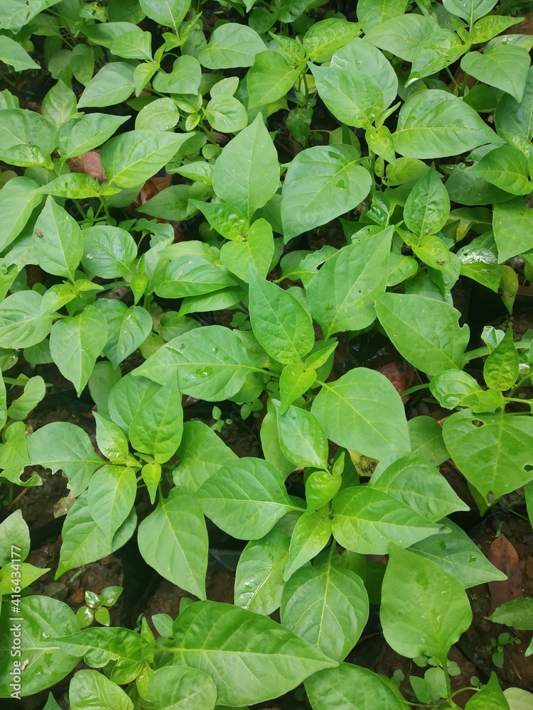 chili nursery. a small pepper tree that begins to grow. green leaf chili nursery. a small pepper tree that begins to grow. green leaf