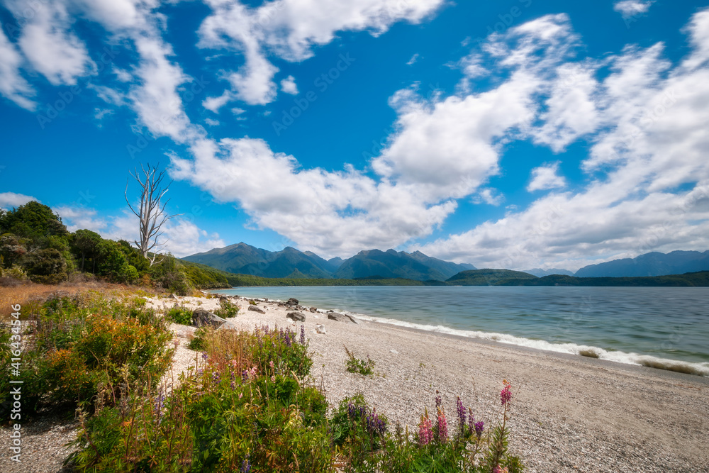 Lake Manapouri panorama on a beautiful day with the mountain in the distance and lupine flowers in the foreground on the lakeshore in Fiordland National Park, New Zealand, South Island. Lake Manapouri panorama on a beautiful day with the mountain in the distance and lupine flowers in the foreground on the lakeshore in Fiordland National Park, New Zealand, South Island.