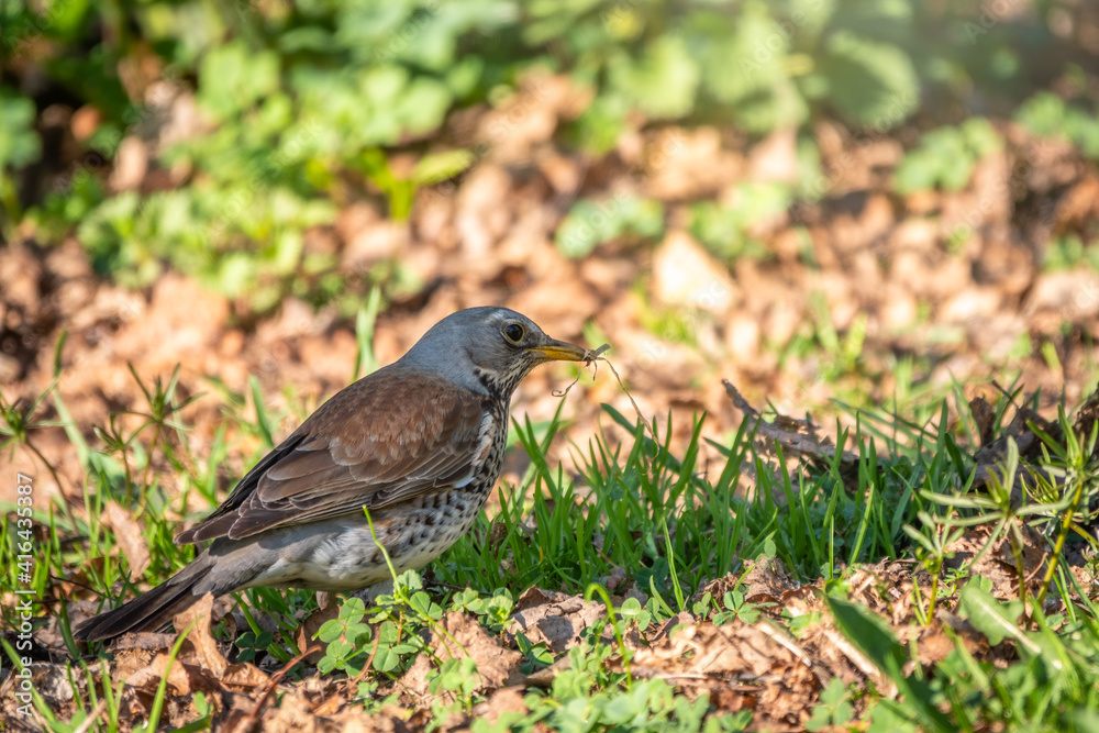 Fieldfare, Turdus pilaris, on a sprng lawn. Fieldfare, Turdus pilaris, on a sprng lawn.