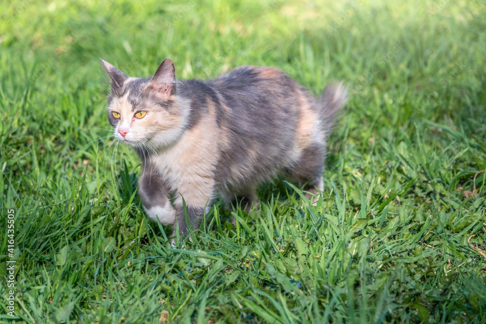 A beautiful fluffy gray cat walks on a green lawn in the sunset light.