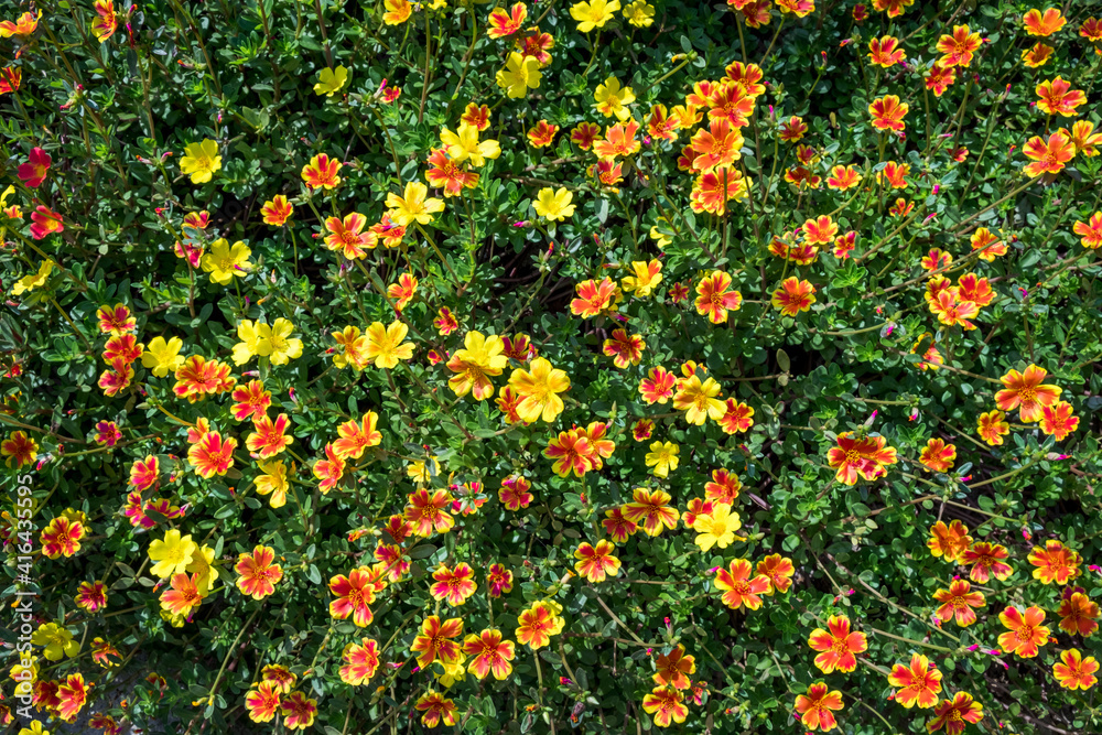 closeup view of gypsophila flowersSeamless pattern vivid flowers in the natura 001