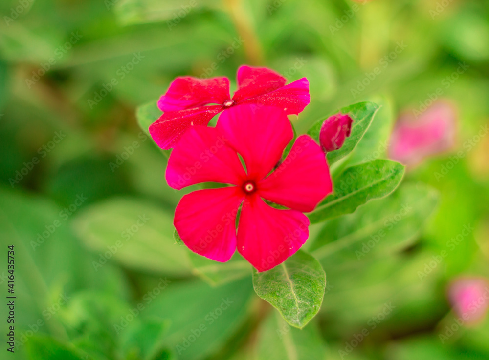 Obraz premium Flor roja en el jardín 