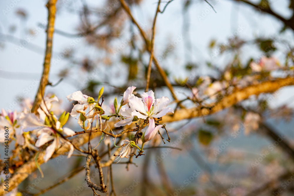 Beautiful white blooming Mountain ebony flower, Orchid flower, Purple bauhinia Beautiful white blooming Mountain ebony flower, Orchid flower, Purple bauhinia