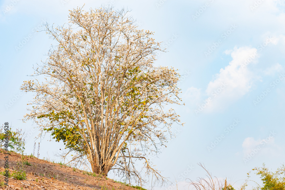 Fototapeta premium Mountain ebony tree on mountain, Orchid tree, Purple bauhinia tree