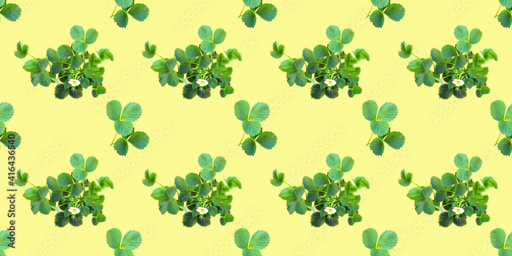 Fototapeta premium Beautiful seamless pattern with strawberry bush, can be used as packaging for fruit.