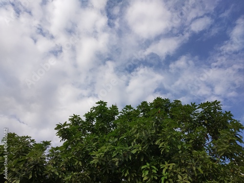 mango tree with white cloud background and blue sky in the morning