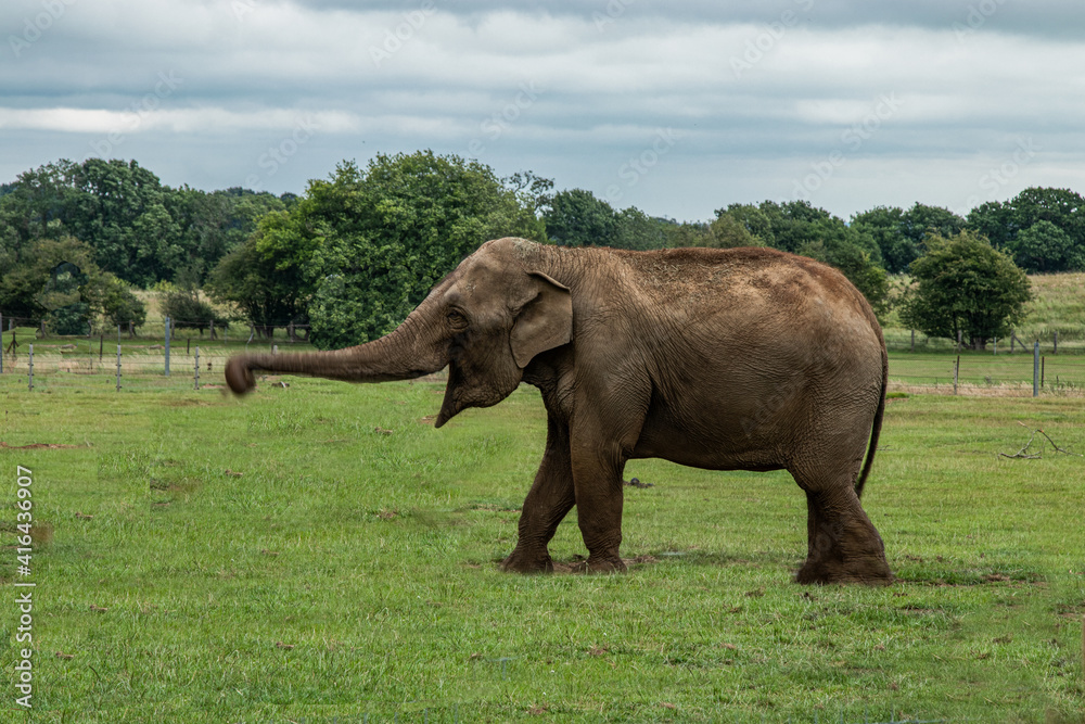 Fototapeta premium elephant in the wild