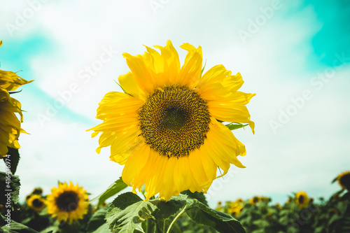 sunflower field in the summer