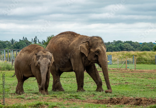 african elephant in the wild