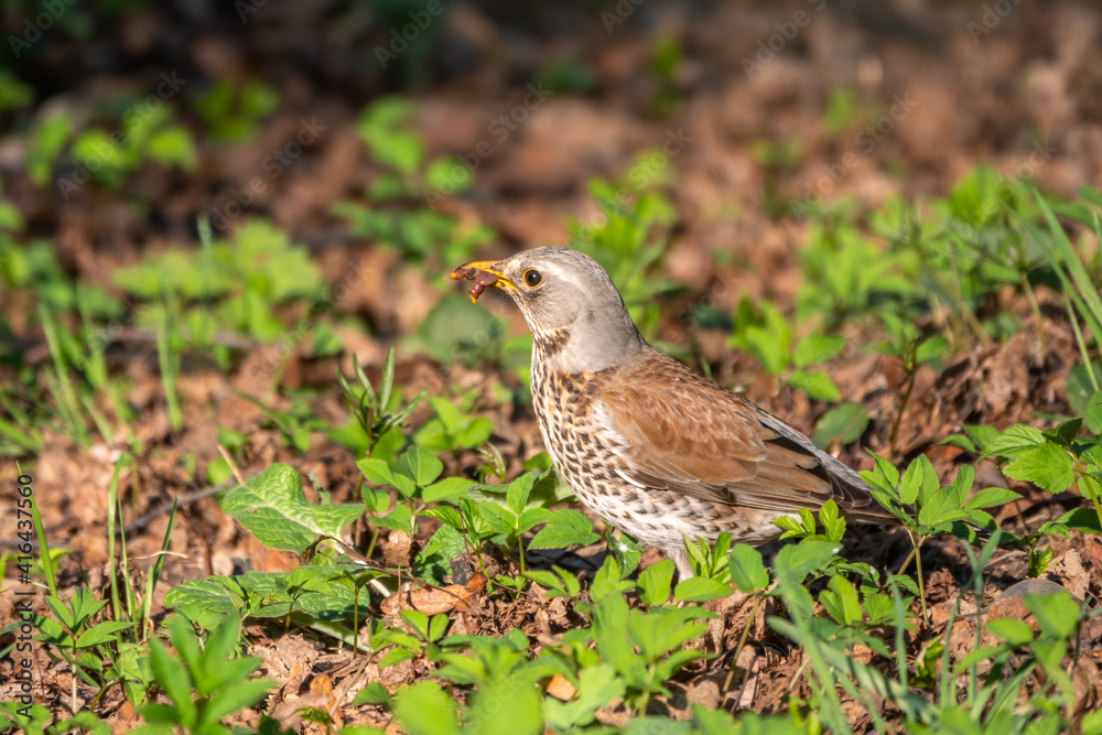 Fieldfare, Turdus pilaris, collects worms on a sprng lawn. Fieldfare, Turdus pilaris, collects worms on a sprng lawn.