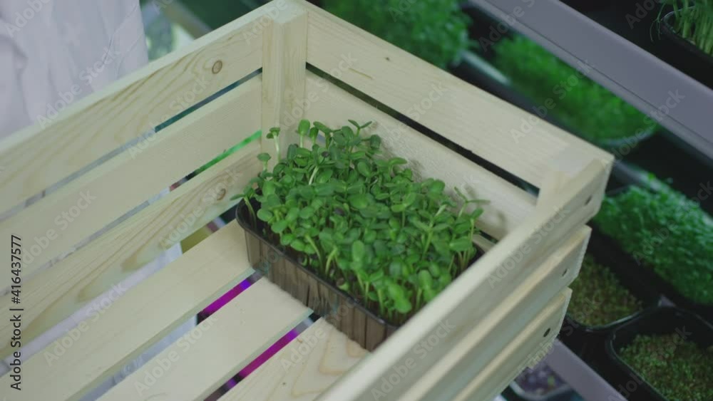 Organic micro greens. A male farmer or scientist takes a container, puts it in a wooden box. Prepares for sale in the store. Food delivery during a pandemic. Laboratory for genetic modification. Organic micro greens. A male farmer or scientist takes a container, puts it in a wooden box. Prepares for sale in the store. Food delivery during a pandemic. Laboratory for genetic modification.