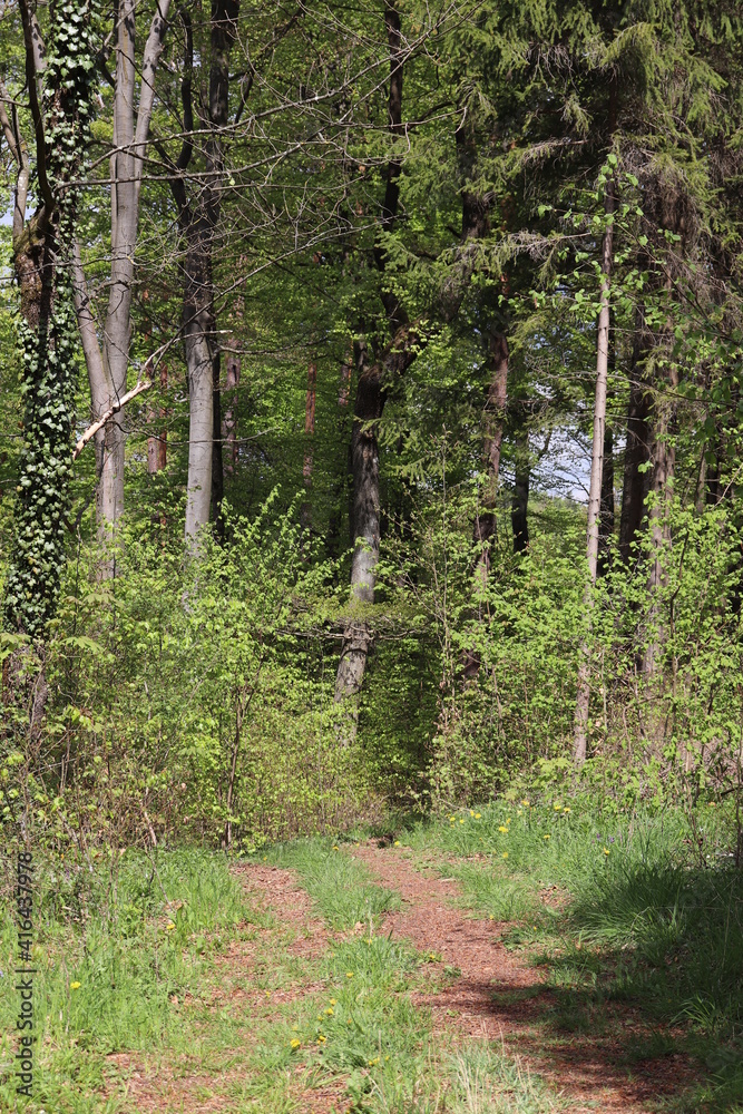 Fototapeta premium Wald mit Trampelpfad Waldweg Wanderweg im Sommer