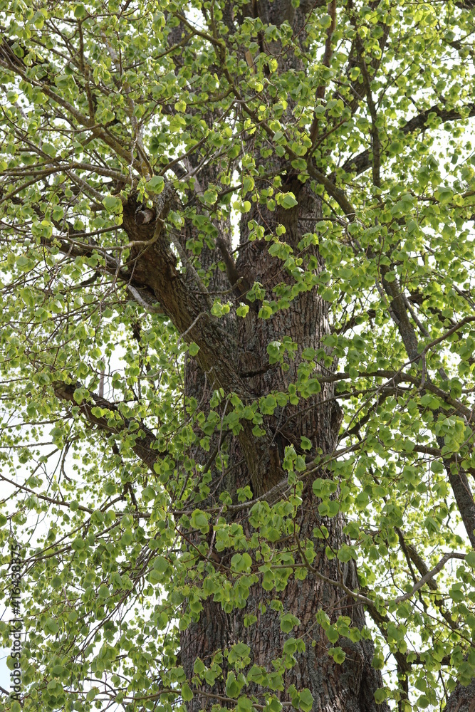 Linde Lindenbaum alte alt Stamm Blätter Krone Frühling Linde Lindenbaum alte alt Stamm Blätter Krone Frühling