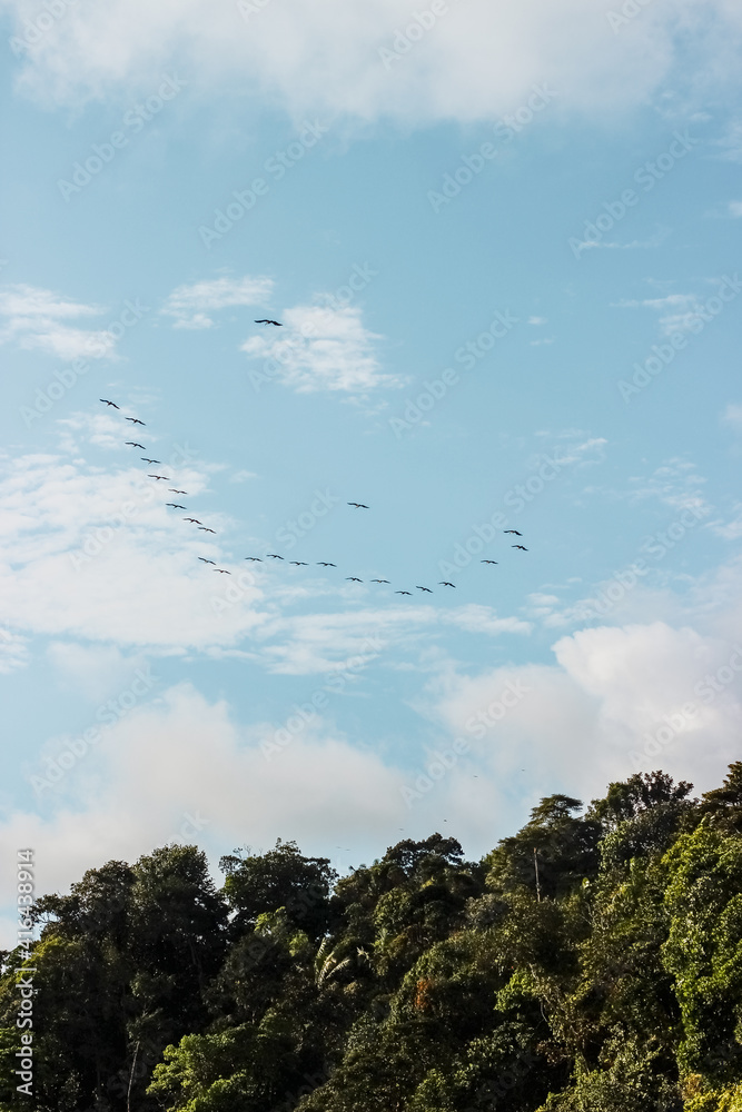 Aves en el cielo Aves en el cielo