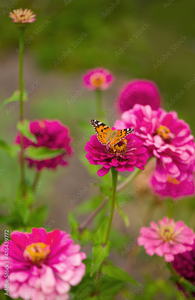 Closed up Butterfly on flower -Blur flower background. Closed up Butterfly on flower -Blur flower background.