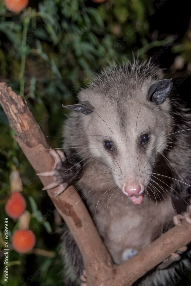 Virginia Opossum (Didelphis virginiana) in garden, Los Angeles, California, USA