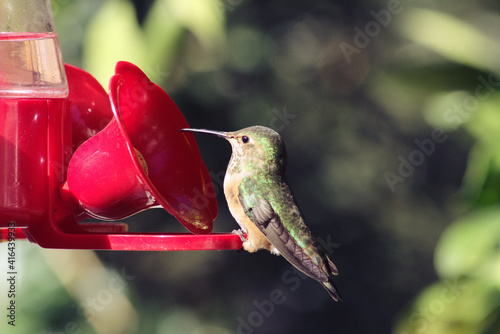 Female Annas Hummingbirdd (green) is sitting on the 
 red hummingbird feeder