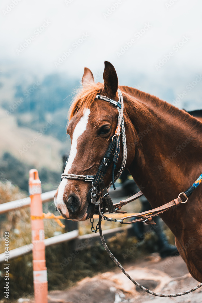 Fototapeta premium Caballo café