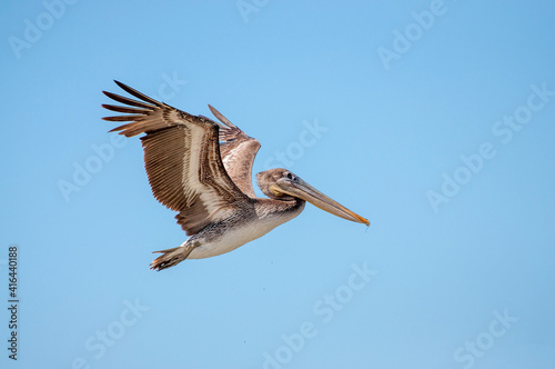 A pelican in flight.