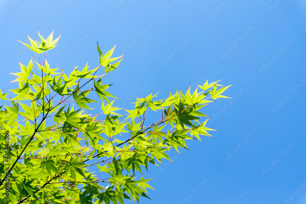 Obraz premium 青もみじ