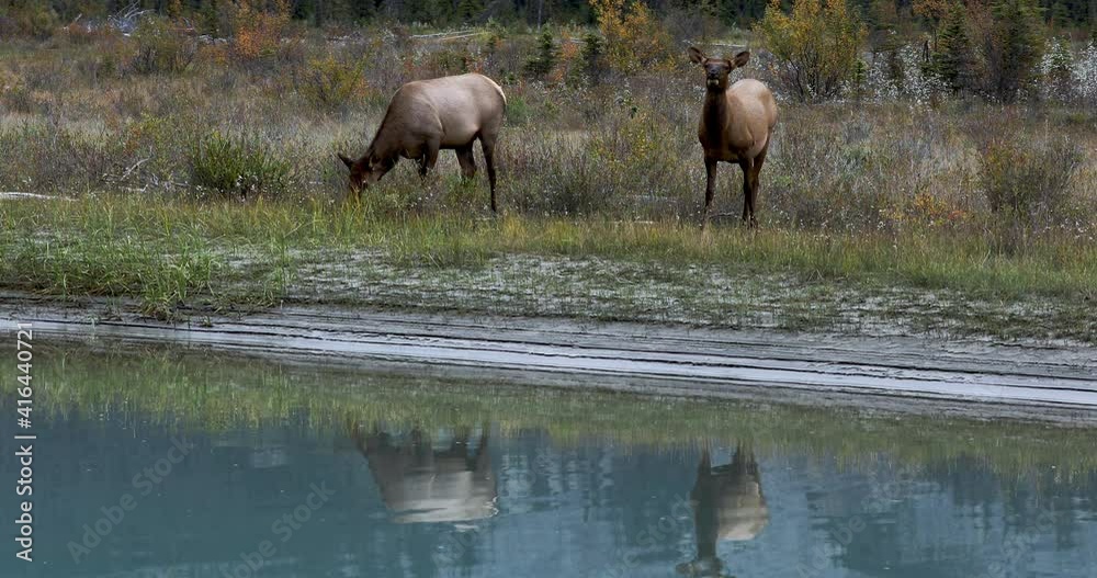 Beautiful female elk standing by river eating grass, one of them looking up towards camera. Beautiful female elk standing by river eating grass, one of them looking up towards camera.