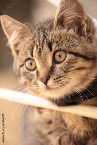 portrait of a cat