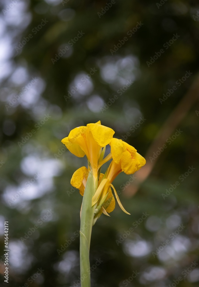 Canna Flaccida Flowers or Golden Canna with Selective Focus in Vertical Orientation Canna Flaccida Flowers or Golden Canna with Selective Focus in Vertical Orientation