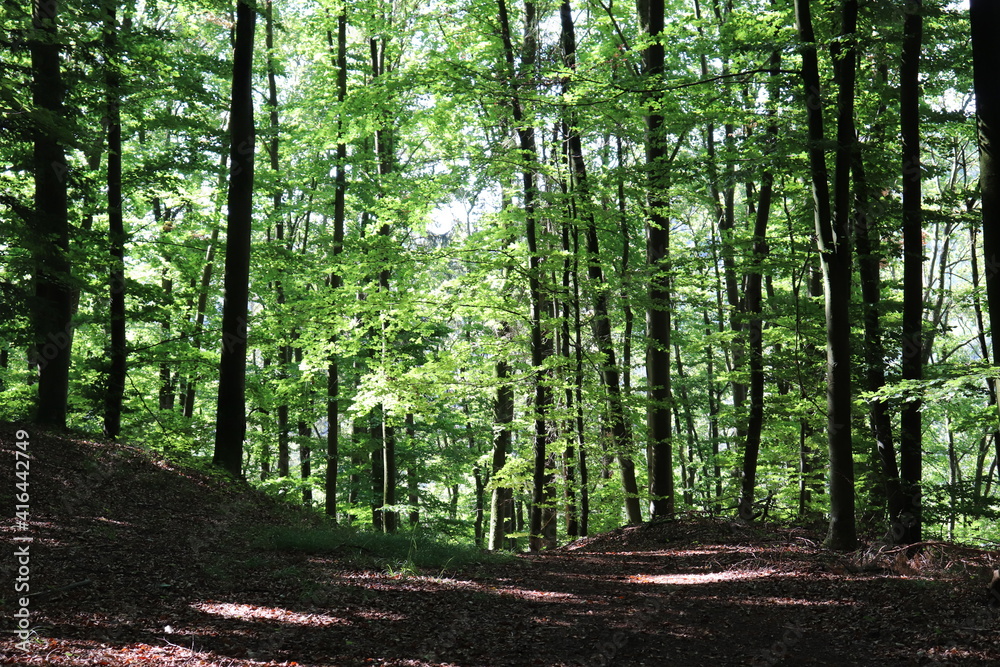 Wald Sommerwald Buchenwald Buchen Licht Sonne Bäume Wandern Wanderweg Wald Sommerwald Buchenwald Buchen Licht Sonne Bäume Wandern Wanderweg