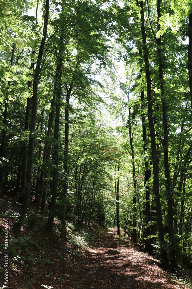 Wald Waldweg Waldwanderung Forstweg Buchen Buchenwald Mischwald Laubwald Wald Waldweg Waldwanderung Forstweg Buchen Buchenwald Mischwald Laubwald