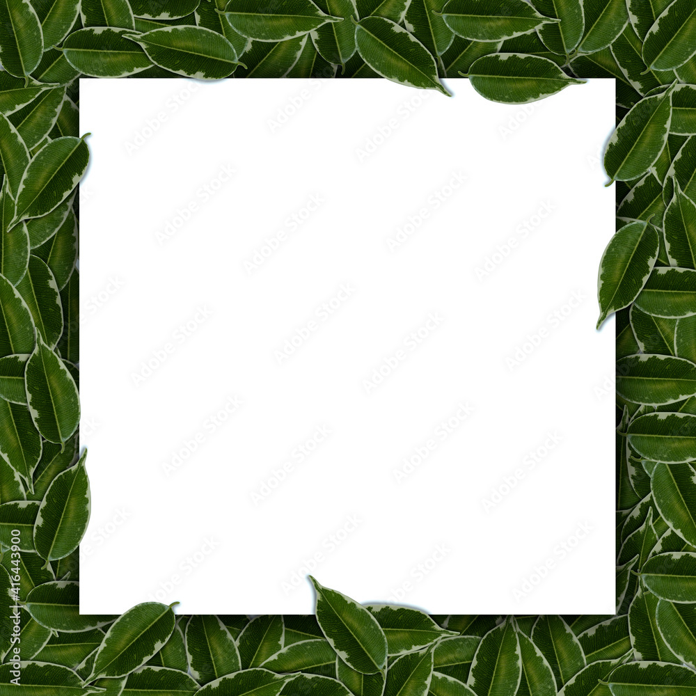 Fototapeta premium square frame tropical layout made from green leaves with white cardboard. flat view. layout for text in leaves