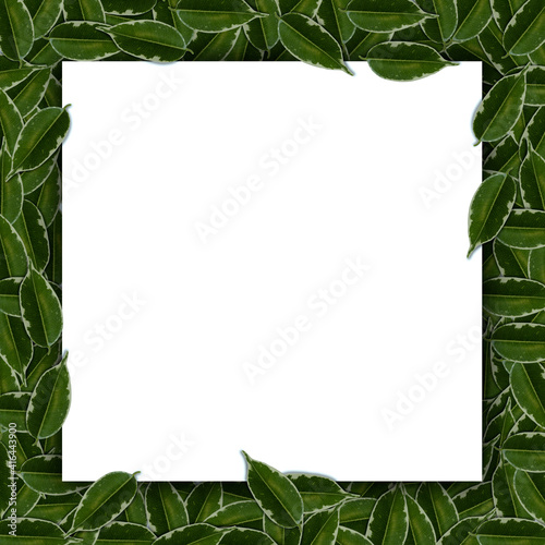 square frame tropical layout made from green leaves with white cardboard. flat view. layout for text in leaves
