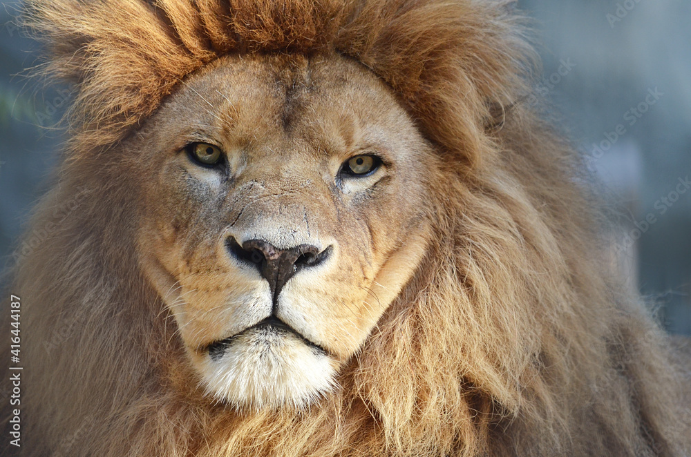 portrait of a lion