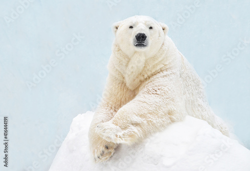 polar bear in the snow