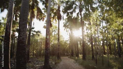 Light filters through palm trees, outback Australia