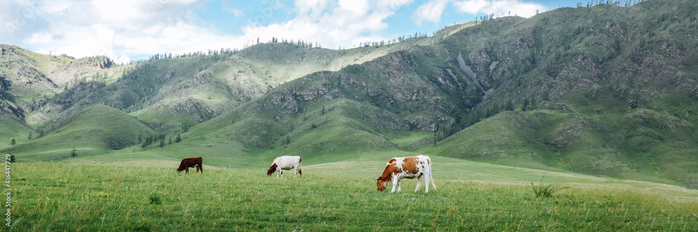 Idyllic summer pasture landscape with cows in the mountains panorama, banner