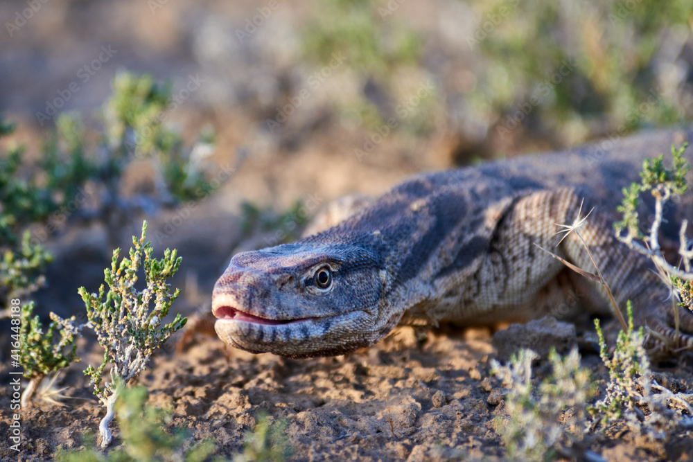 Naklejka premium The desert monitor (Varanus griseus).The desert monitor (Varanus griseus) is the biggest lizard in Central Asia.